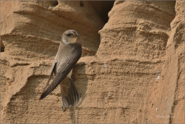 <p>BŘEHULE ŘÍČNÍ (Riparia riparia) - jižní Morava ---- /European sand martin - Uferschwalbe/</p>